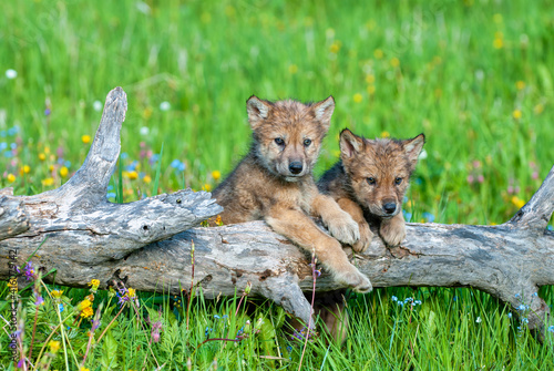 Two wolf cubs playing on log