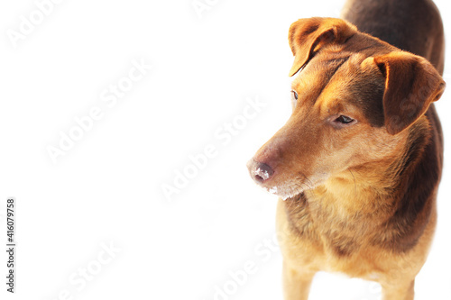 Brown dog on a white background. Brown dog with snow on his nose. Pet