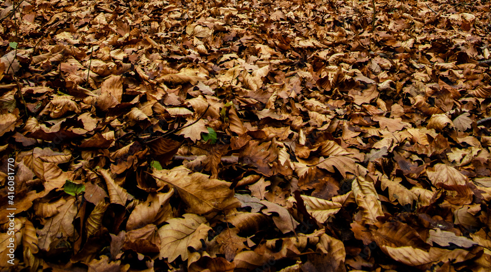 Autumn leaves