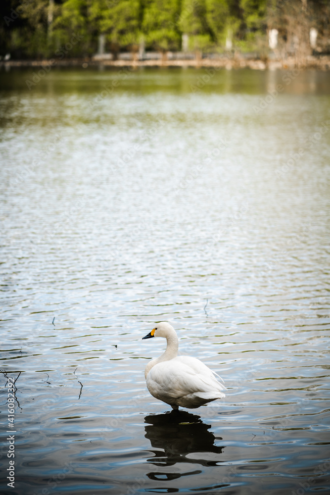 A white swan stands on one leg in the pond water, which reflects the trees. Portrait of a graceful bird with a beautiful long neck. Elegance, grace, beauty of nature, swan lake concept. A white swan stands on one leg in the pond water, which reflects the trees. Portrait of a graceful bird with a beautiful long neck. Elegance, grace, beauty of nature, swan lake concept.