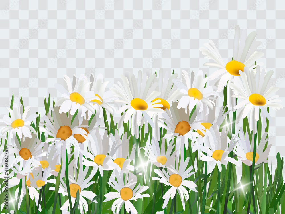Fototapeta premium Bouquet realistic daisy, camomile flowers. Seasonal sales