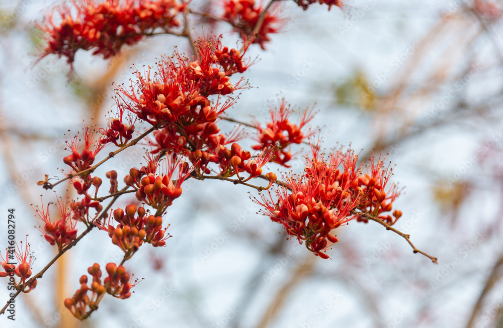 Monkey Flower Tree, Fire of Pakistan beautiful red flowers blooming on the tree.