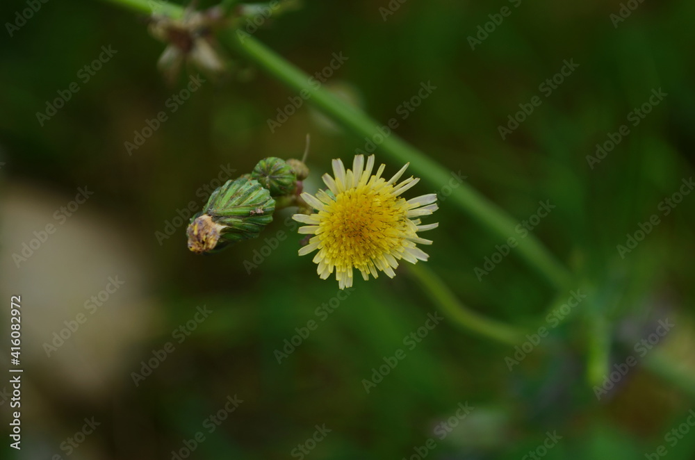 Sonchus arvensis. Perennial herbaceous plant. Used for salads, vinaigrette, soups, mashed potatoes, add the filling for pies Sonchus arvensis. Perennial herbaceous plant. Used for salads, vinaigrette, soups, mashed potatoes, add the filling for pies