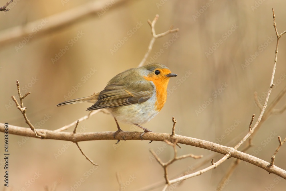 Ein Rotkehlchen sitzt im Frühling auf einem Ast vor sanft warmen Hintergrund, erithacus rubecula