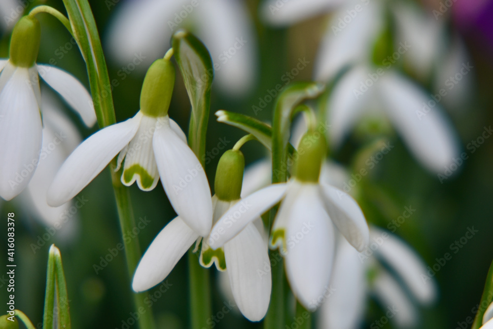 Schneeglöckchen