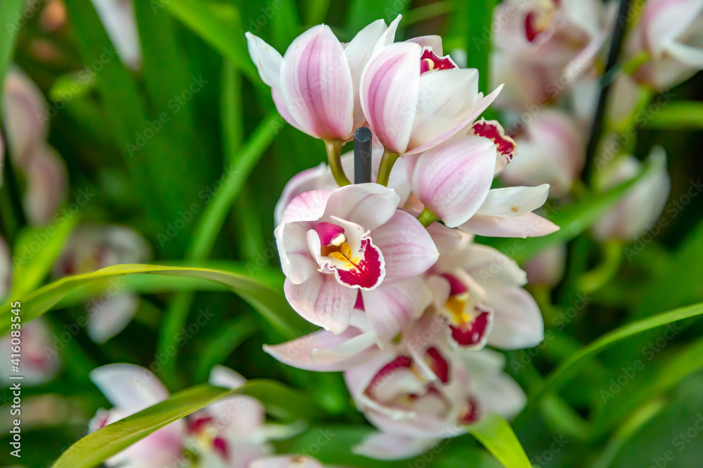 Fototapeta premium Bright summer flower bloomed in a botanical greenhouse