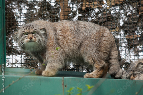 Pallas's cat (Otocolobus manul), also known as the manul. photo