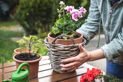 Florist arranging flower pot with geranium plant in wicker basket. Gardening and planting in spring