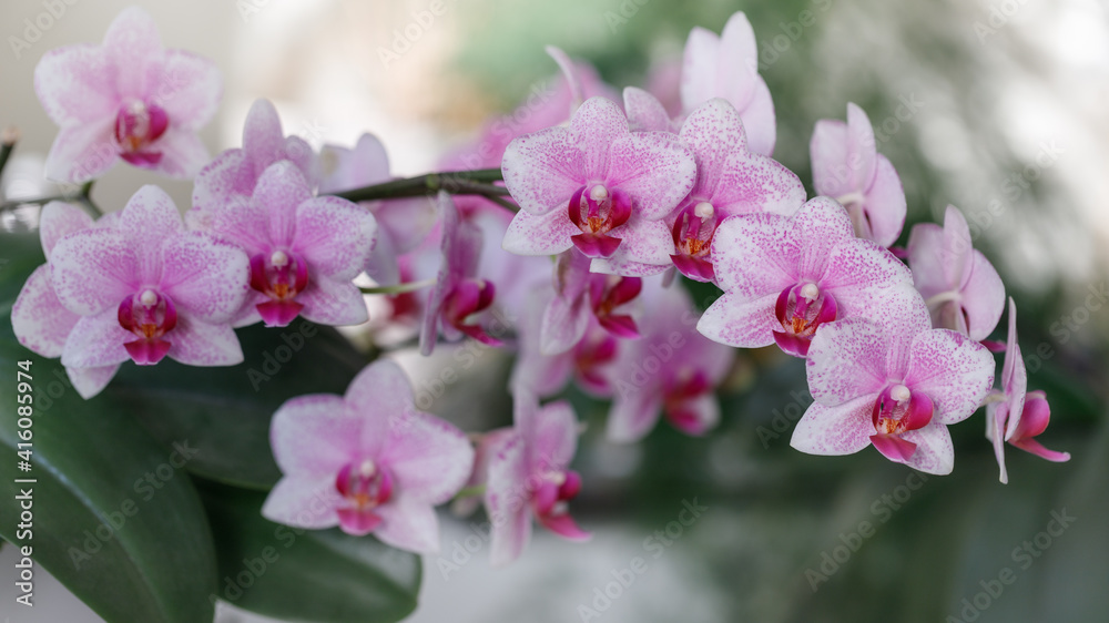 A blooming white pink orchid of genus phalaenopsis, variety Rotterdam on blurred background. A blooming white pink orchid of genus phalaenopsis, variety Rotterdam on blurred background.