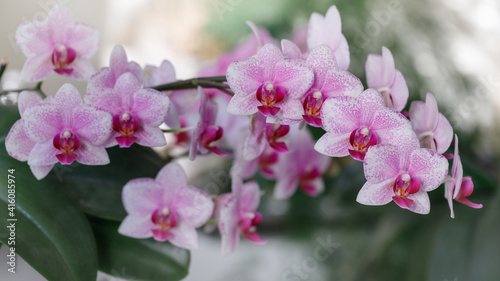 A blooming white pink orchid of genus phalaenopsis  variety Rotterdam on blurred background.