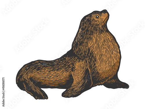 Sea lion seal male animal color sketch engraving vector illustration. Scratch board style imitation. Black and white hand drawn image.