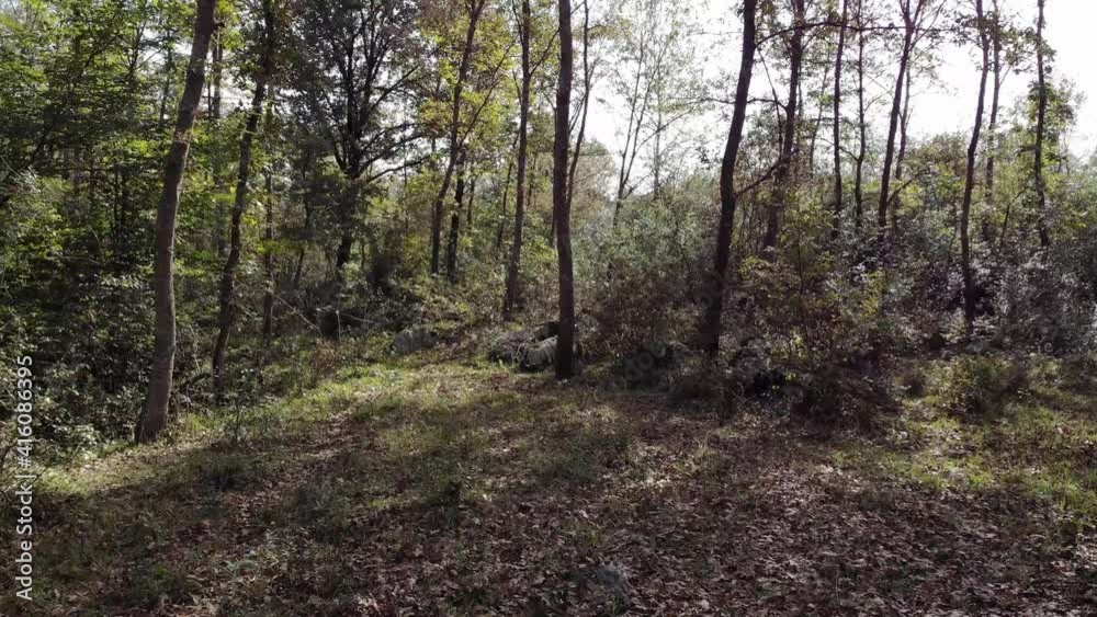 forest and trees, drone view forest and trees, drone view