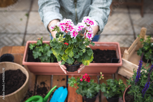 Planting geranium seedling on table. Woman holding pink pelargonium flower in hands. Gardening at springtime