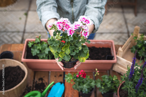 Planting geranium seedling on table. Woman holding pink pelargonium flower in hands. Gardening at springtime photo