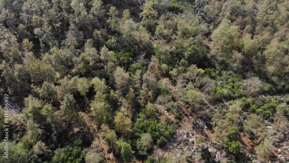 drone view of forest and river drone view of forest and river