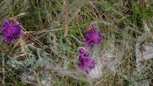 A colorful moth of the Zigenidi family flying on the jurinea mollis flower in the spring season photo