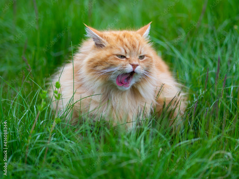 le chat angora roux tourne sa langue gueule ouverte