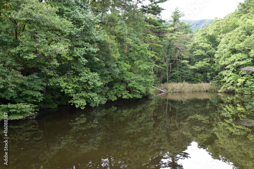 木々が反射している池の風景