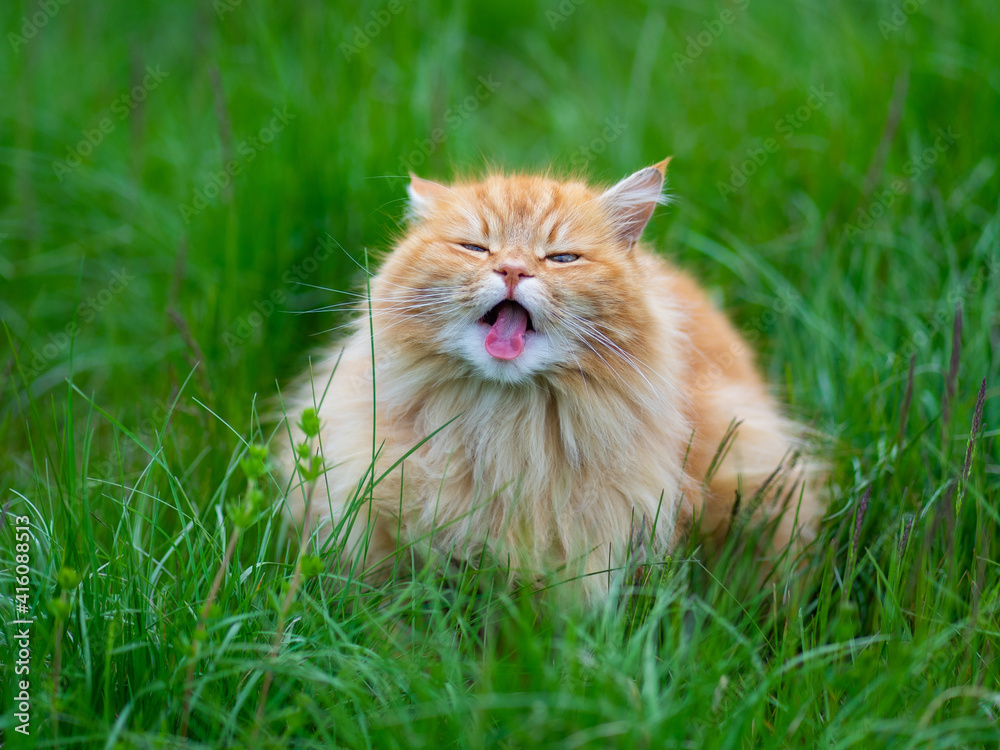 Langue chat tire la Mon chat