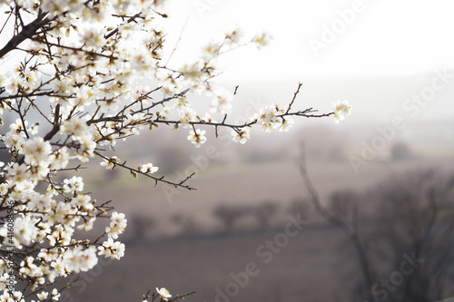 Silverded Almond pretty flower invites to meditation (Japanese cherry tree - jerte Spain) photo