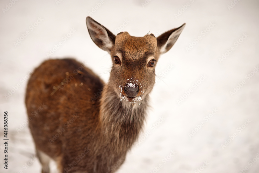 Closeup beautiful sika male deer or spotted deer on blur background looking at camera