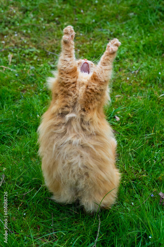 le chat angora roux est fou de joie photo