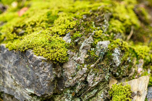 miniature landscape with stones, moss and lichen