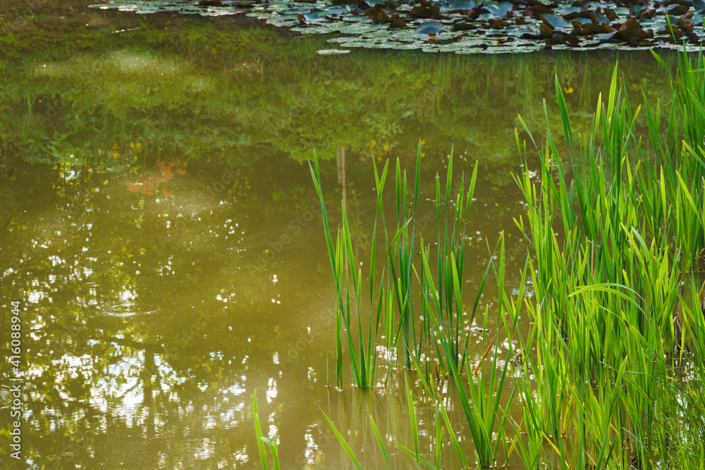 Cattail grows in the pond along the coast, spring day, the pond water is greenish-yellow in color Cattail grows in the pond along the coast, spring day, the pond water is greenish-yellow in color