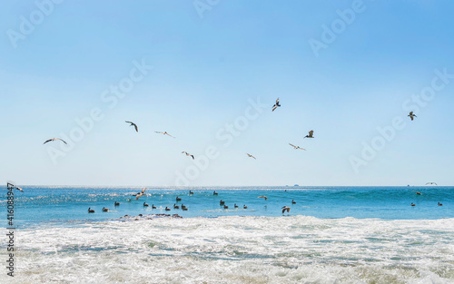 Wild beautiful birds - pelicans fishing in the ocean with big waves beach Playa Flamingo in Guanacaste  Costa Rica. Central America.