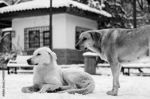 Fototapeta Naklejka Na Ścianę i Meble -  snowy street view and dog