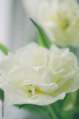 spring tulip meadow. close up of white tulip petals. abstract floral background