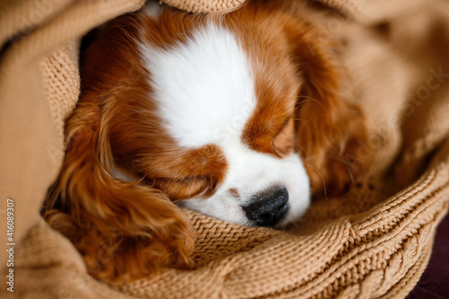 Cute Sleeping Cavalier King Charles Spaniel Puppy Face