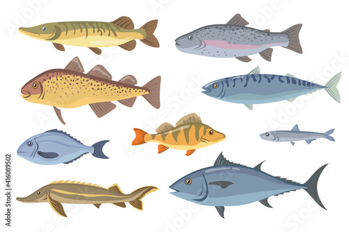 Sea and freshwater fish set. Tilapia, halibut, sardine, dorado, herring, salmon, garfish isolated on white. Vector illustration for fishery, seafood, fish market, gourmet concept