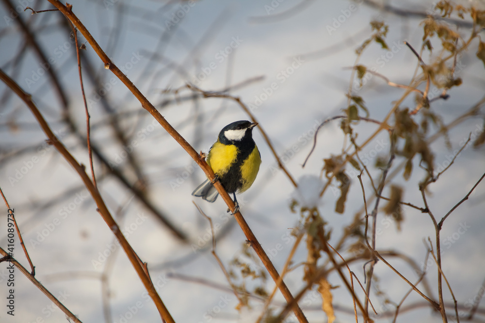 A little bird chickadee A little bird chickadee