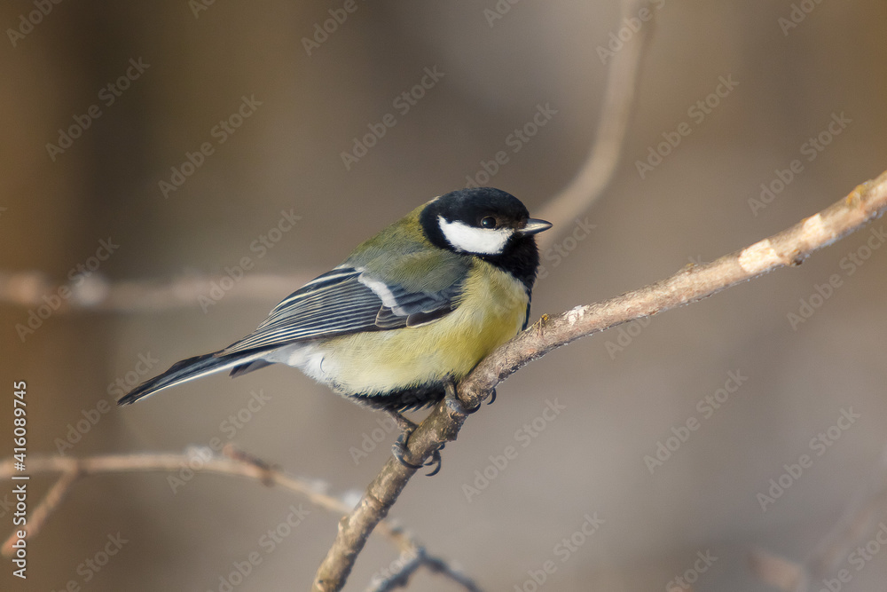 A little bird chickadee sitting on a branch of tree A little bird chickadee sitting on a branch of tree