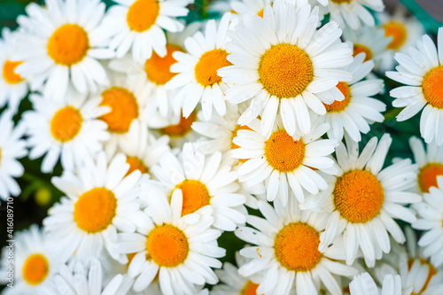 Beautiful natural background of daisies. Top view