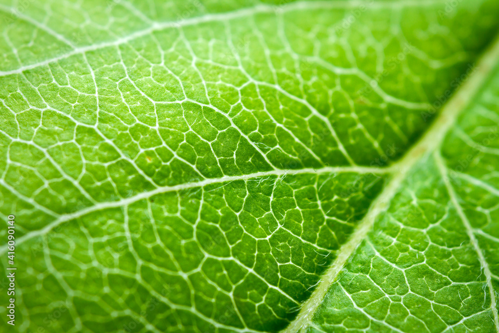 Extreme close-up of a apple leaf. Extreme close-up of a apple leaf.