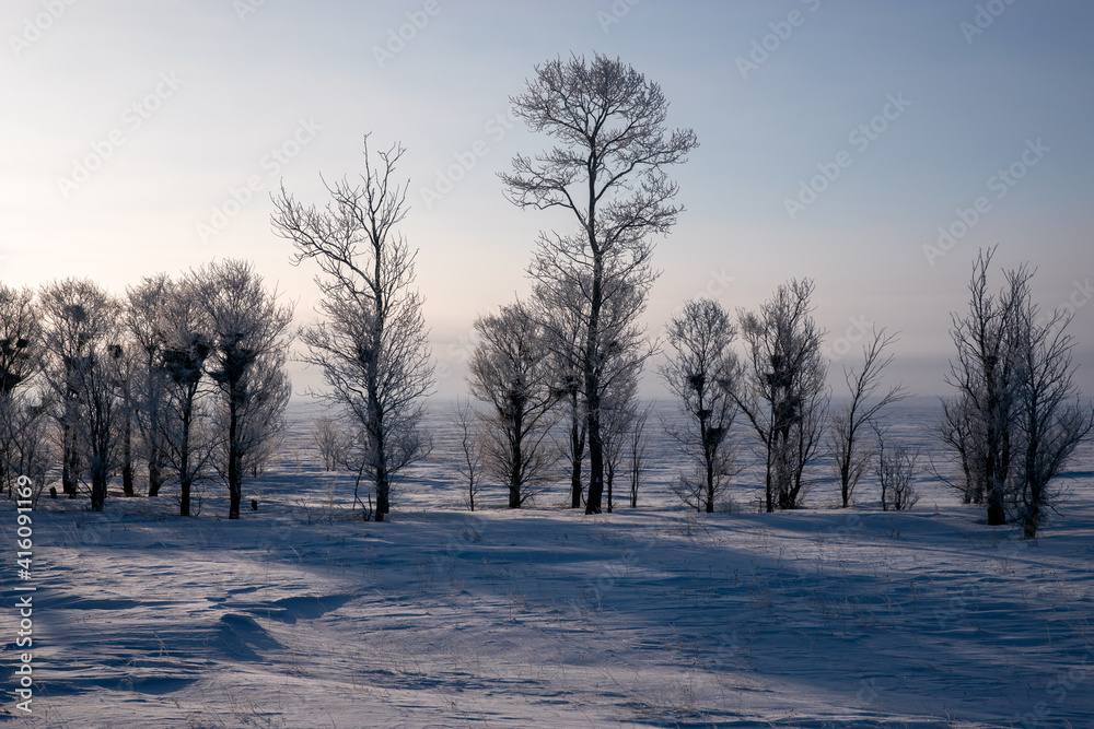 Bird nest trees along the road in the winter steppe.