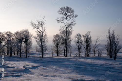 Bird nest trees along the road in the winter steppe. © Kira0Kirina