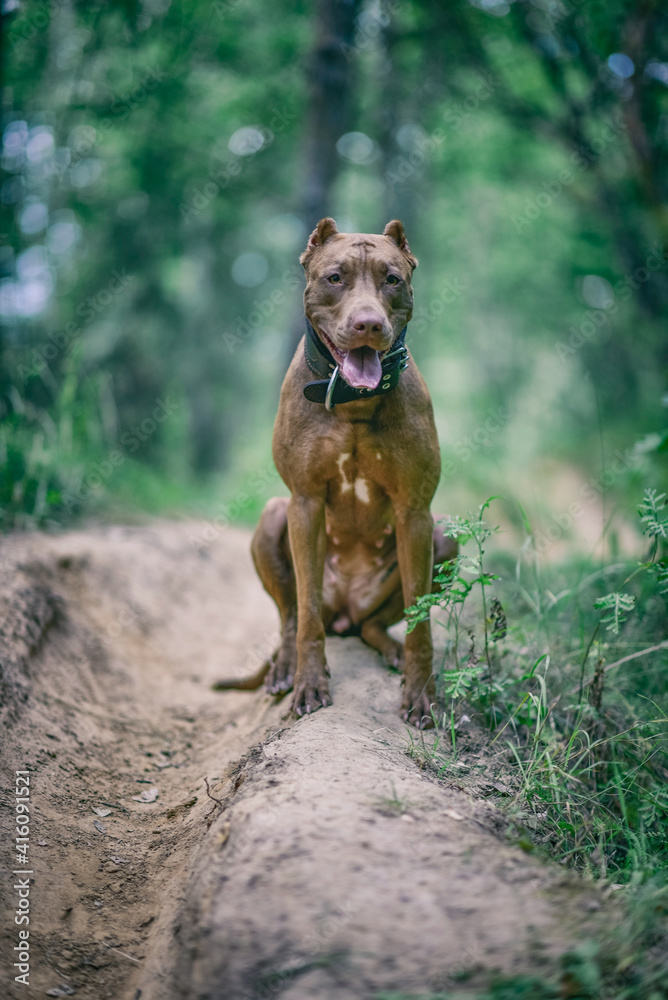 Portrait of an angry pit bull terrier in the forest close-up.