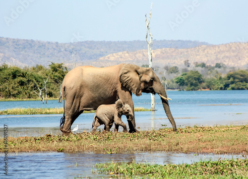 Mother elephant with small baby elephant walks along the shore of the pond.