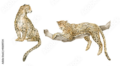 Watercolor cute leopards. Exotic wild cat, realistic animals, jaguar. 