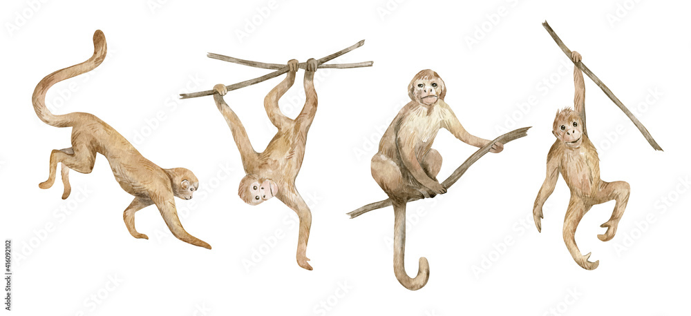 Watercolor cute monkeys isloated on white. Hand drawn illustration with primate animals. Tropical wildlife. Ape, chimpanze character, for textile, wallpaper, poster - obrazy, fototapety, plakaty 