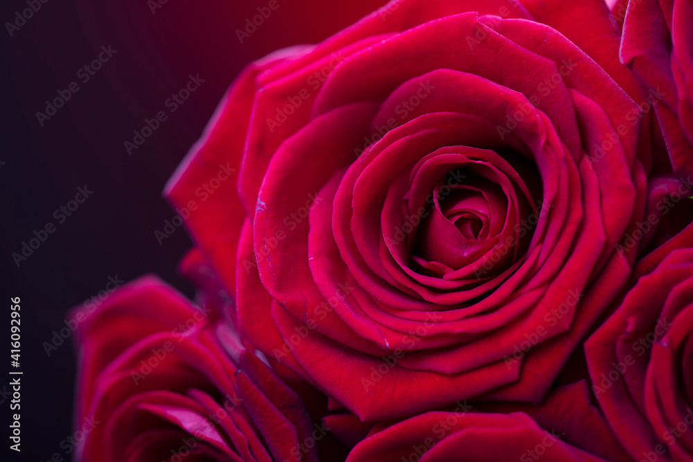 Bunch of roses on the bokeh background. Women’s day gift. 