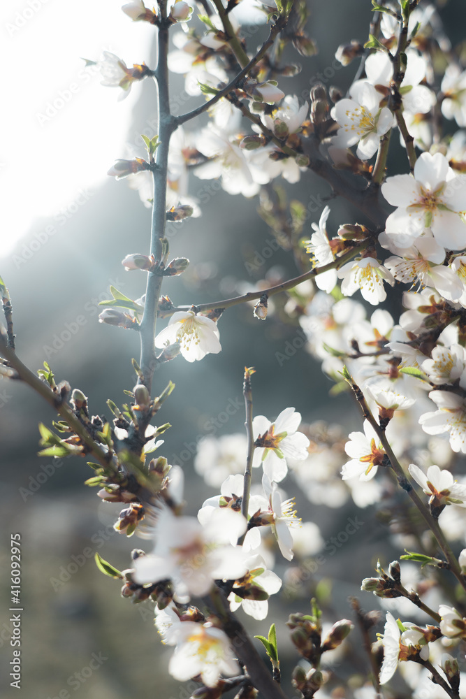 Silverded Almond pretty flower invites to meditation (Japanese cherry tree - jerte Spain) Silverded Almond pretty flower invites to meditation (Japanese cherry tree - jerte Spain)