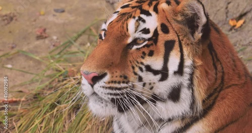 Siberian tiger Close up. The Siberian tiger was also called Amur tiger, Manchurian tiger, Korean tiger,and Ussurian tiger, depending on the region where individuals were observed. photo