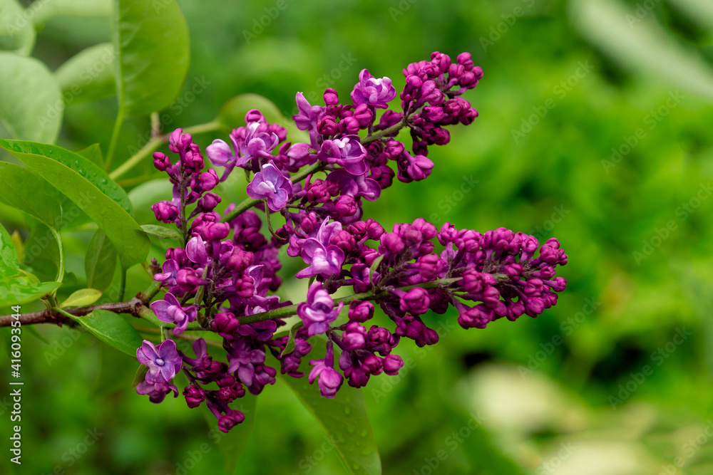 young purple lilac on a green background young purple lilac on a green background