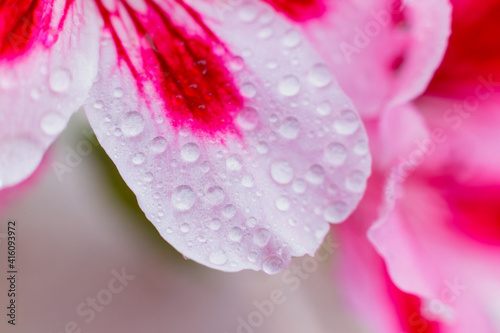 Water drop flowing down summer red flower. Natural background. Drop of water morning dew on pink petal of blooming flower, macro close up.