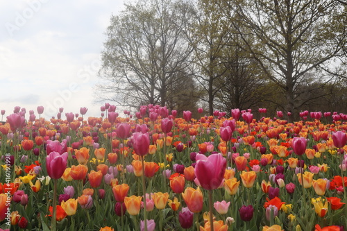 Multicolored bright tulips on a rainy gray spring morning in Keukenhof park, Netherlands