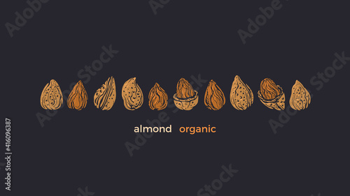Almond nuts bio set. Vector texture shape isolated